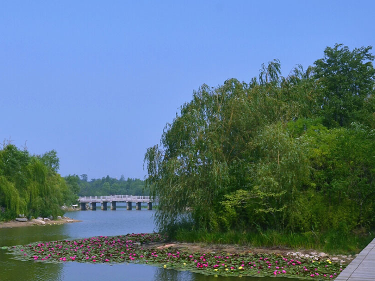 潍坊白浪河湿地生态修复2
